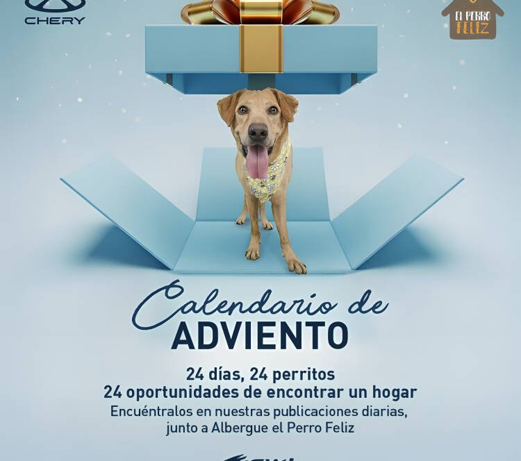 Perros rescatados en albergue El Perro Feliz esperando adopción responsable en Ecuador durante campaña navideña de Chery